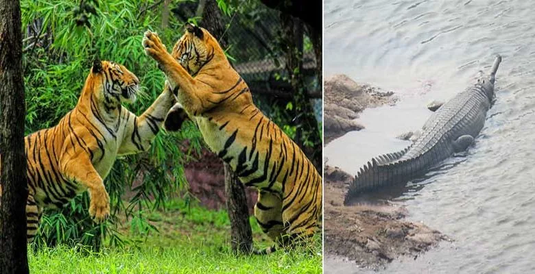 Arunachal: Itanagar Zoo Gets 2 Adult Royal Bengal Tigers, 3 Freshwater Gharials