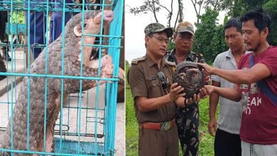 Arunachal: A rescued Pangolin by Silluk Swachh Abhiyan handed over to D. Ering Wildlife Sanctuary’s Borguli Range RFO