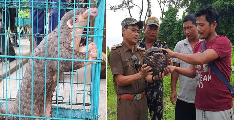 Arunachal: A rescued Pangolin by Silluk Swachh Abhiyan handed over to D. Ering Wildlife Sanctuary’s Borguli Range RFO