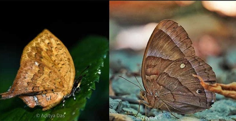 Arunachal: Butterfly Walk & Nature Trail Event held at Kamlang Tiger Reserve