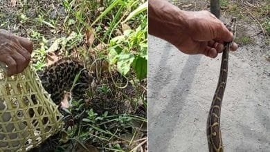 Arunachal: Two rescued wild animals Fishing Cat and a Python released in D. Ering Wildlife Sanctuary