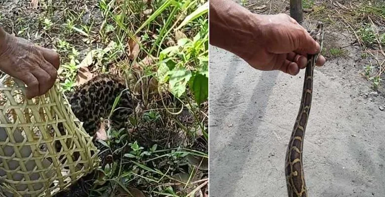 Arunachal: Two rescued wild animals Fishing Cat and a Python released in D. Ering Wildlife Sanctuary