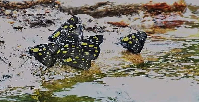 Arunachal: 10th edition of the Ziro Butterfly Meet