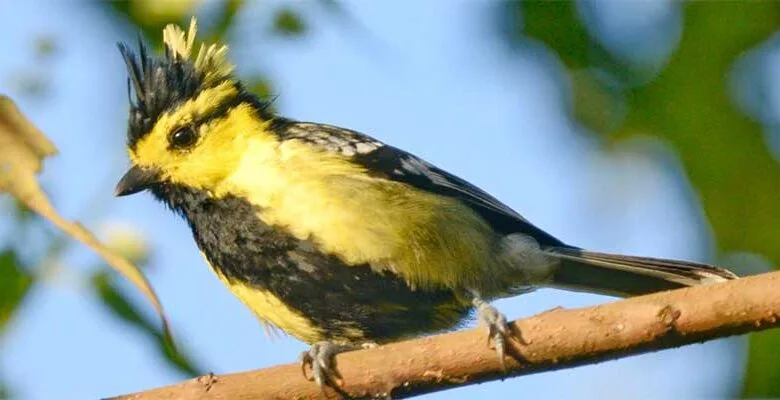 Arunachal: Two days Birds Count held at Palin