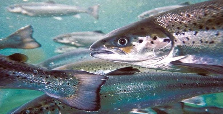 Arunachal: Farmers trained on scientific fish farming techniques