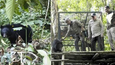 Asiatic black bear cub released back into the wild in Arunachal