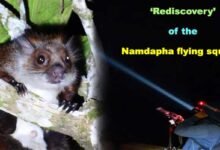 Aruanchal: ‘Rediscovery’ of the Namdapha flying squirrel instils a ray of hope for conservationists