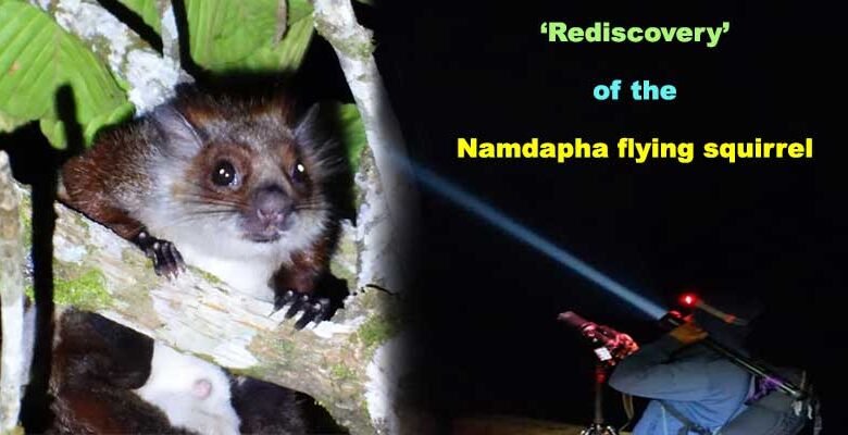 Aruanchal: ‘Rediscovery’ of the Namdapha flying squirrel instils a ray of hope for conservationists