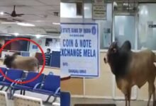 VIRAL VIDEO: Bull Enters a Bank in UP’s Unnao, Netizens Say 'Paise Nikalne Aaya Hoga'