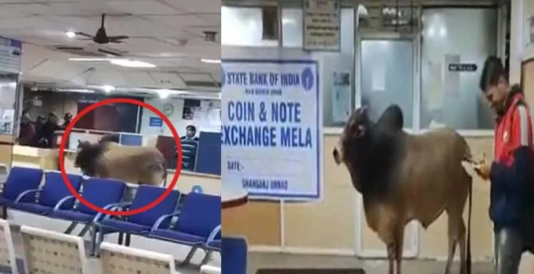 VIRAL VIDEO: Bull Enters a Bank in UP’s Unnao, Netizens Say 'Paise Nikalne Aaya Hoga'