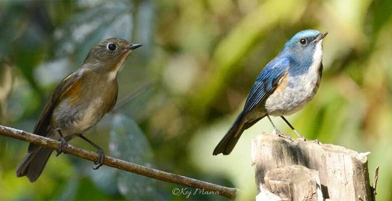 Arunachal: Great Backyard Bird Count held at Kamle and Lower Subansiri