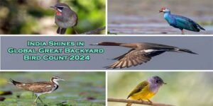 India Shines in Global Great Backyard Bird Count 2024: Preliminary Highlights Unveiled