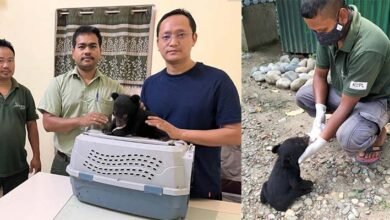 ITANAGAR- A male Asiatic black bear cub was rescued from the Sagalee region of Papum Pare district by the Department of Environment, Forest and Climate Change, Arunachal Pradesh.