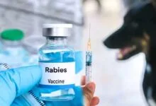 Arunachal: State Govt taking steps to prevent spread of rabies