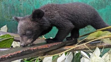 Arunachal: Orphaned Black Bear Cub Finds New Hope at CBRC in Pakke Tiger Reserve