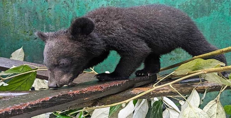 Arunachal: Orphaned Black Bear Cub Finds New Hope at CBRC in Pakke Tiger Reserve