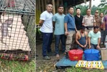 Arunachal: Banderdewa Police Seize Heroin and Endangered Species, Arrest Four