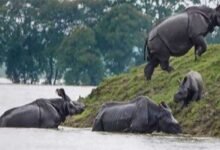 Assam Flood: Kaziranga National Park under flood, 61 camps inundated