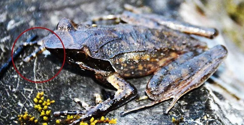 Arunachal: New horned frog species discovered in Tale Wildlife Sanctuary