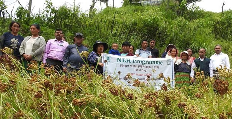 Arunachal: Finger millet Field Days & Farmer-Scientist Interactions