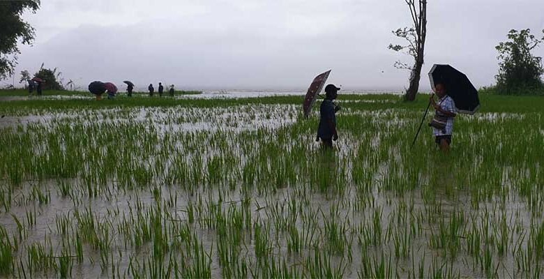 Flood in Siang River damages paddy fields of 50 families from Mer village