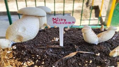 Arunachal: Milky Mushroom successfully cultivated in Basar