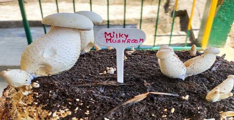 Arunachal: Milky Mushroom successfully cultivated in Basar