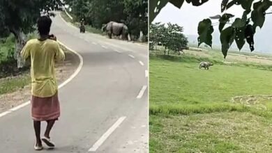 Assam: Biker dies after allegedly being attacked by wild Rhino