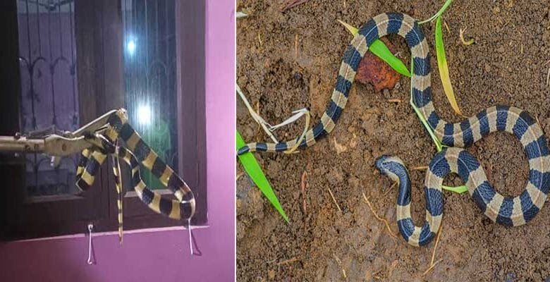 Arunachal: Banded krait spotted in a residential colony in seijosa, Rescue and Released