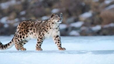 Arunachal Is Now Home To 36 Snow Leopards; Survey