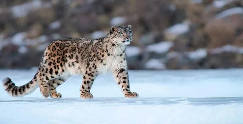 Arunachal Is Now Home To 36 Snow Leopards; Survey