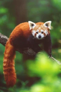 Namdapha National Park- 2