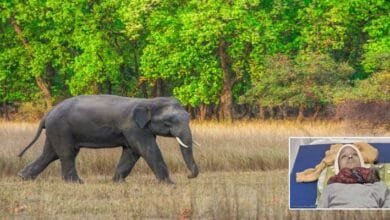 Arunachal: Man injured after being attacked by a wild elephant