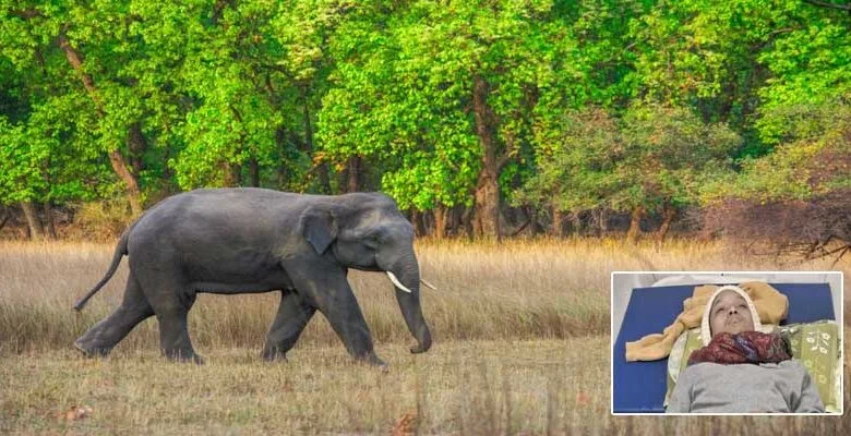 Arunachal: Man injured after being attacked by a wild elephant