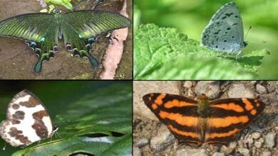 Arunachal: Siang Butterfly watching event concluded with records of 96 species