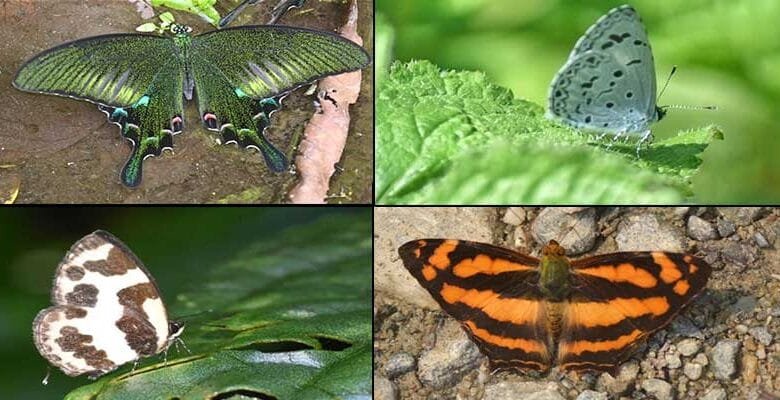Arunachal: Siang Butterfly watching event concluded with records of 96 species