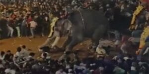 Kerala:17 injured when Elephant turns violent during temple event in Malappuram