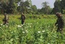 Arunachal: Over 22 acres of illegal poppy cultivation destroyed in Namsai