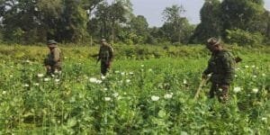 Arunachal: Over 22 acres of illegal poppy cultivation destroyed in Namsai