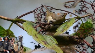 Arunachal: APBC organizes Global Great Backyard Bird Count