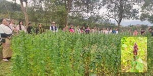 Arunachal: ICAR's Field Day Showcases Quinoa- A Superfood Revolution for Tribal Farmers