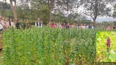 Arunachal: ICAR's Field Day Showcases Quinoa- A Superfood Revolution for Tribal Farmers