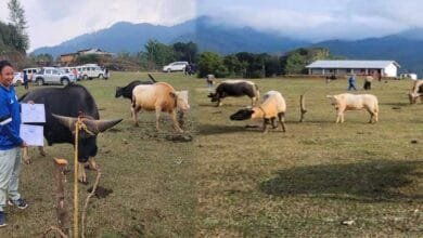 Arunachal: Mithun Mela Held in Dem Village in Keyi Panyor dist