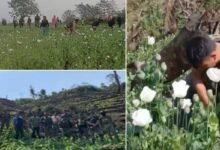 Arunachal: Joint Operation Eradicate Illegal Poppy Cultivation in Changlang