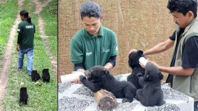 Arunachal: Back-to-Back Rescues Bring Five Bear Cubs to CBRC for Rehabilitation in Arunachal Pradesh