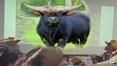 Arunachal: Rising Mithun Deaths Due to Wild Dogs Spark Urgent Discussion in Yupia