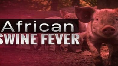 Arunachal: African Swine Fever Outbreak Confirmed in Longding’s Luaksim Village