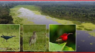 Arunachal: APBC Records 89 Bird Species at Nongsaya Lake During Biodiversity Survey in Namsai