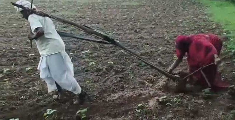 Heartbreaking Viral Video of Elderly Farmer Couple Sparks Nationwide Outcry