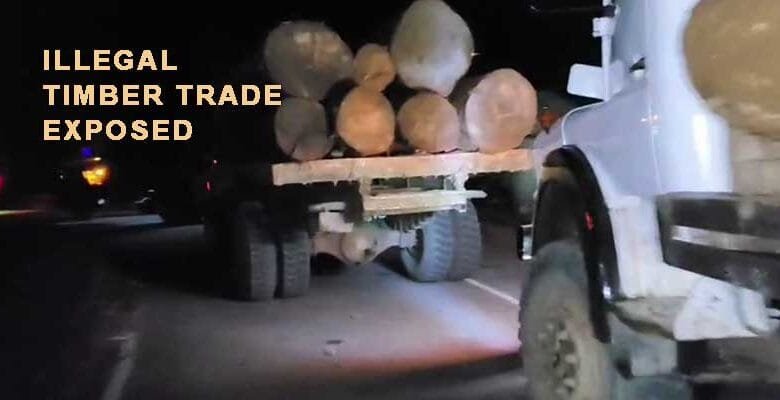 Arunachal: AdiSU Exposes Night-Time Illegal Timber Trade, Slams Forest Dept for Negligence